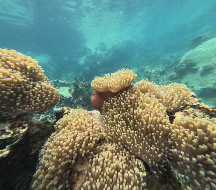 billede nr.26 af aktiviteten Koh Tao: Koh Nangyuan & Hidden Bays snorkeltur med frokost i Thailandbugten, uploadet af udbyder