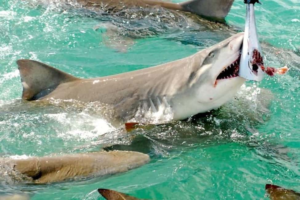 imagen n.º 8 de Cayo Hueso: Excursión en catamarán para avistar tiburones y fauna salvaje actividad en Cayo Hueso, subida por el proveedor