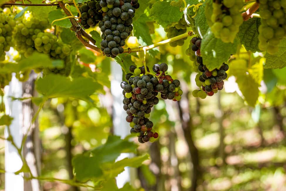 billede nr.16 af aktiviteten Montserrat & Cava Wineries Dagsudflugt fra Barcelona m/ afhentning i Marganell, uploadet af udbyder