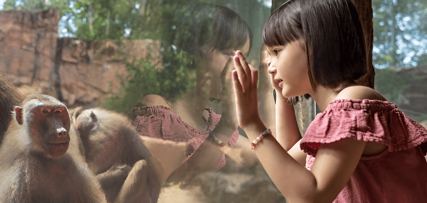 imagen n.º 10 de Zoo de Singapur: Ticket electrónico de entrada de 1 día actividad en Singapur, subida por el proveedor
