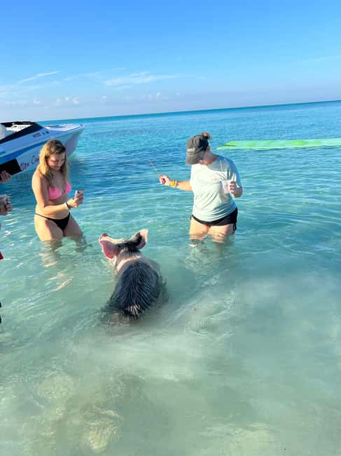 Image N°97 de Nassau : Cochons, plongée en apnée, tortues, déjeuner, club de plage privé activité à New Providence, publiée par le prestataire