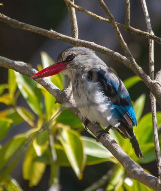 image n.25 of Durban:3 Day Hluhluwe-Imfolozi Park, St Lucia, iSimangaliso activity in Hlabisa, uploaded by supplier