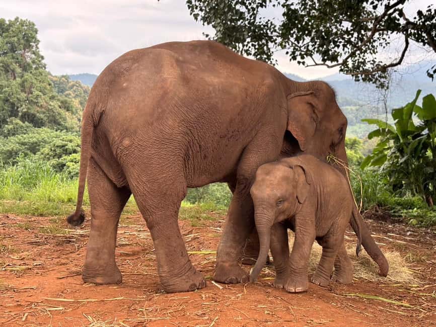 image n.2 of Chiang Mai: Elephant Sanctuary & Waterfall Group Tour activity in Chiang Mai, uploaded by supplier