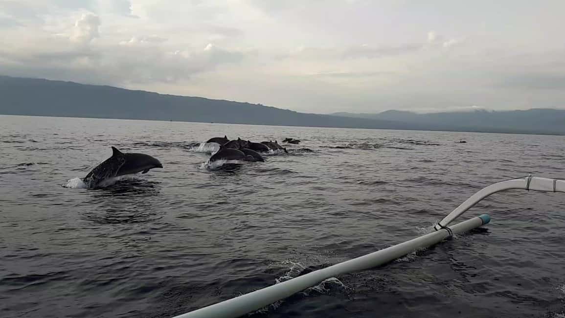 image n.1 of Bali dolphin, swim & snorkeling in Lovina Bali activity in Lovina, uploaded by supplier