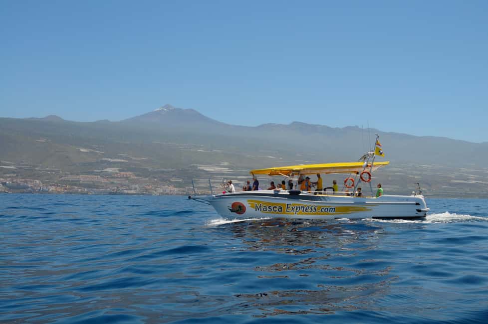 image n.2 of Los Gigantes: Dolphin & Whale Watching Cruise with Swim Stop activity in Masca, uploaded by supplier
