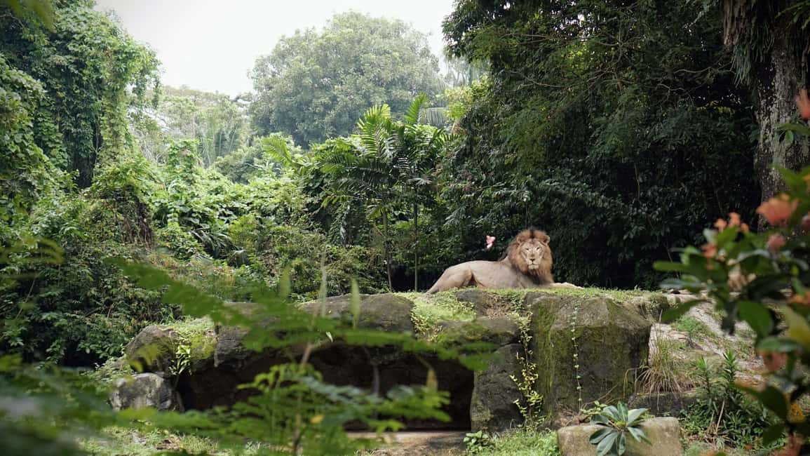 image n.7 of Singapore: Zoo & Night Safari Combos with Hotel Pick & Drop activity in Singapore, uploaded by supplier