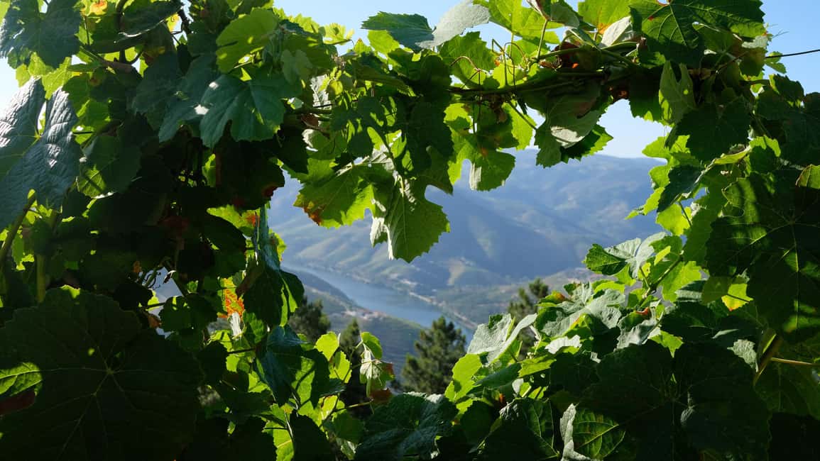 image n.24 of From Porto: Douro Valley Tour with Tastings, Boat & Lunch activity in Norte Region, uploaded by supplier