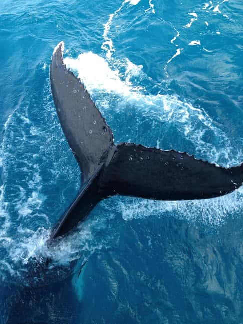 image n.4 of Noosa; Noosa Thriller Whale Watching activity in Noosaville, uploaded by supplier