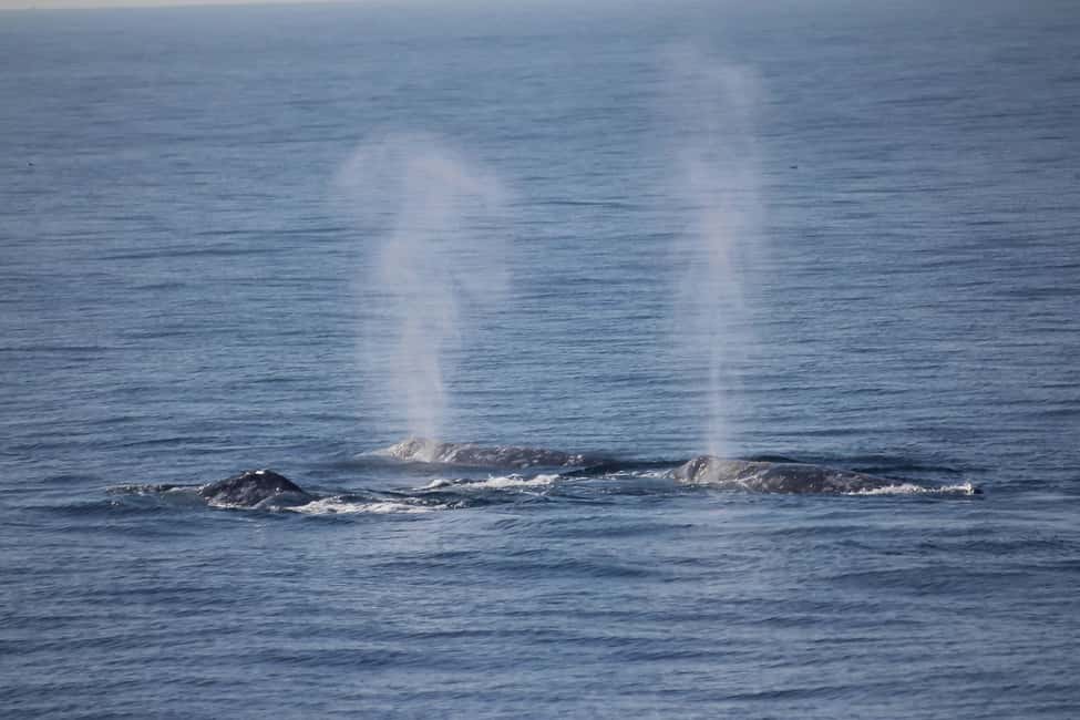 image n.6 of San Diego: Whale Watching Tour activity in San Diego, uploaded by supplier