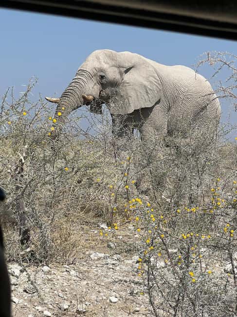 afbeelding n.1 van Vanuit Windhoek: 3-daagse Etosha met verblijf in een lodge activiteit in Okaukuejo, geüpload door aanbieder