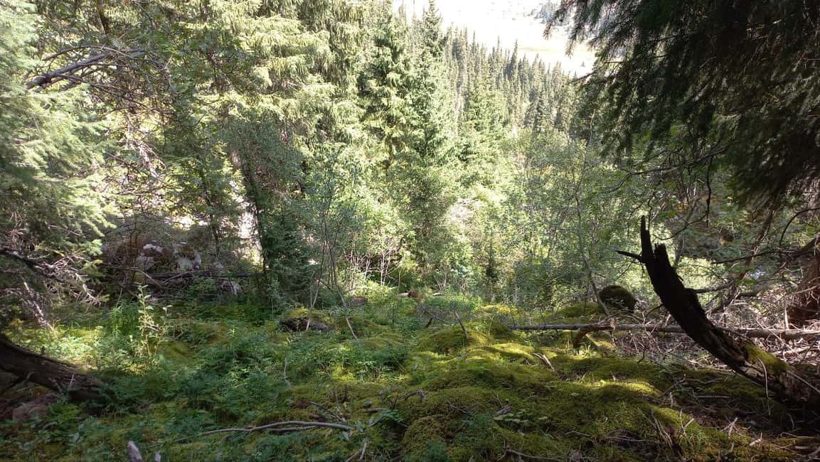 billede nr.6 af aktiviteten Issyk-Kul-søen, Barskoon-vandfald og kløfter (2 dage) i Issyk-Kul Region, uploadet af udbyder