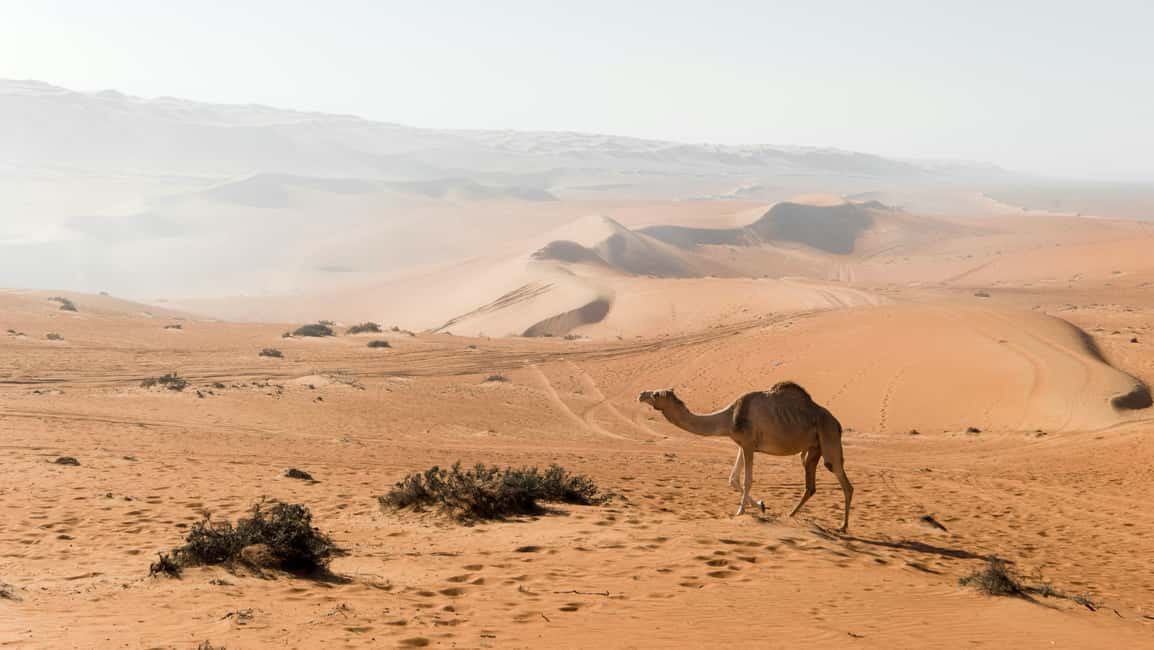 Immagine nº 4 di Tour privato di 2 giorni e 1 notte nel deserto di Wahiba Sands attività a Regione al-Sharqiyya, caricata dal fornitore