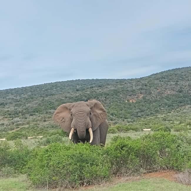 image n.3 of Addo Elephant Park and Kragga Kamma Game Park Combo activity in Gqeberha, uploaded by supplier