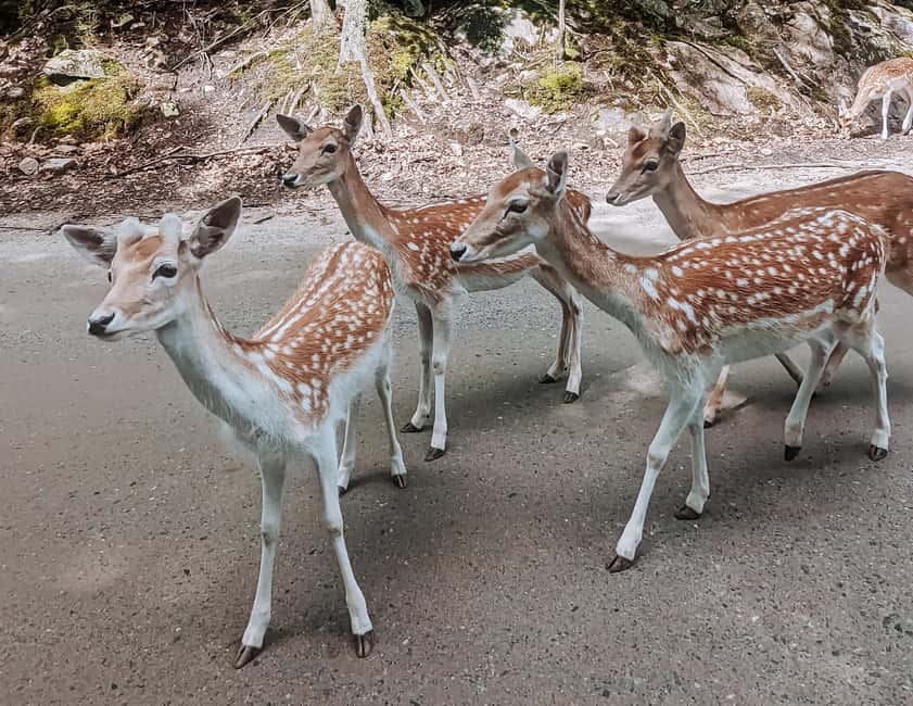 imagem n.19 de Otava: Safari privado de aventura na vida selvagem no Parc Omega atividade em Montebello, carregada pelo fornecedor