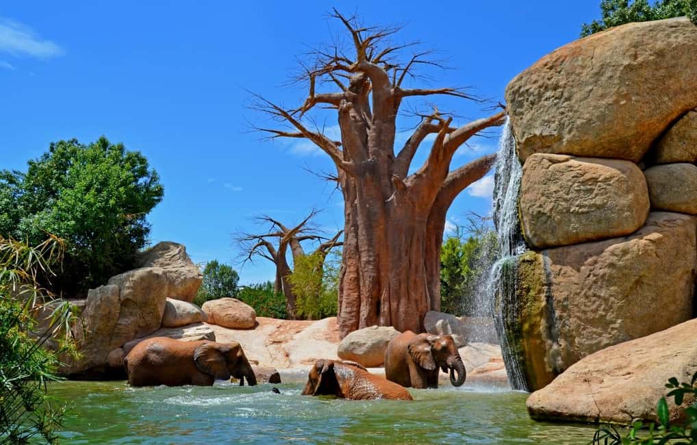image n.19 of Valencia: Bioparc Valencia Admission Ticket activity in Valencia, uploaded by supplier