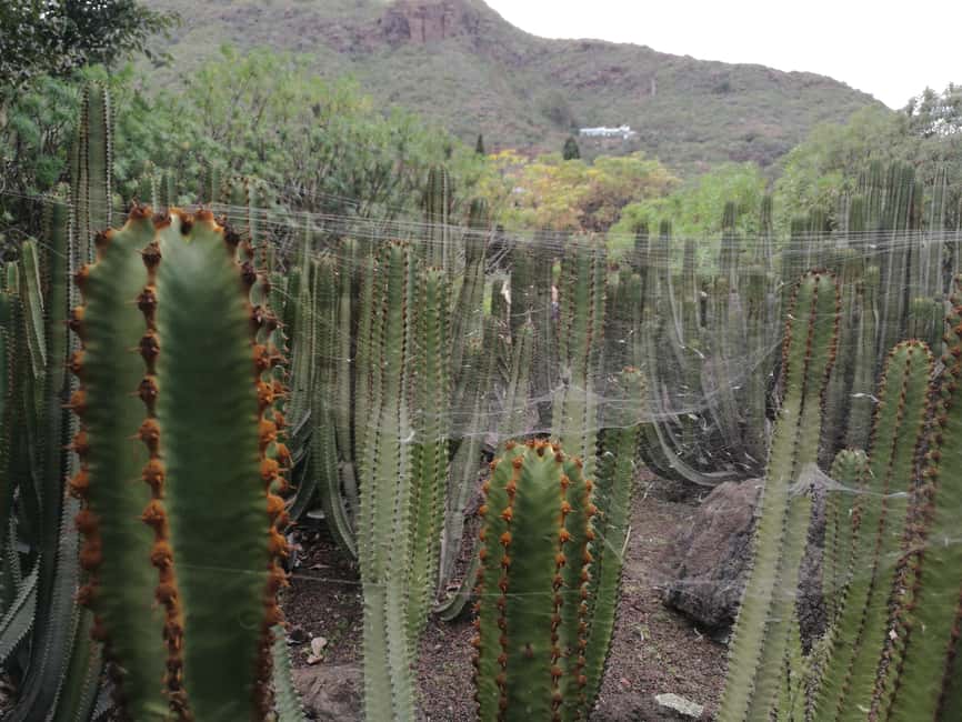 image n.19 of Private Bandama Caldera, Botanic Garden(/Wine*), Old Town activity in Las Palmas, uploaded by supplier