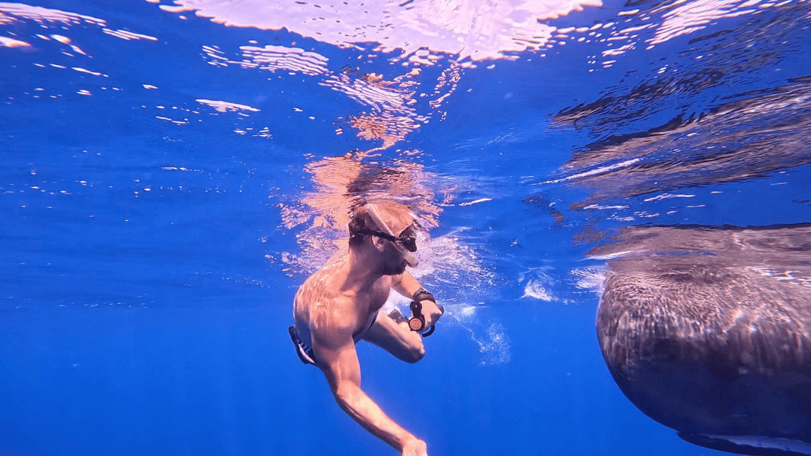 image n.9 of Whale & Dolphins Swimming - Private Speedboat Exclusive Tour activity in Mauritius, uploaded by supplier