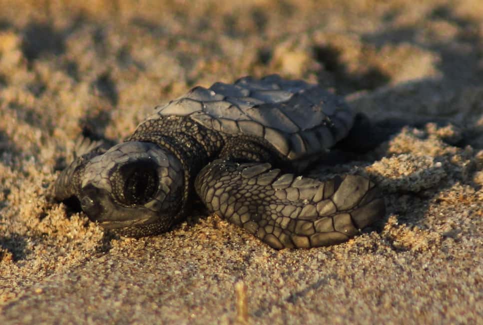 image n.6 of Puerto Vallarta: Sea turtle release at Sunset activity in Puerto Vallarta, uploaded by supplier