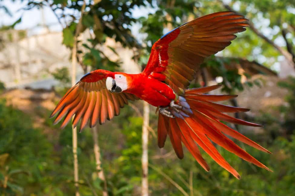 image n.25 of Carara National Park: Best Tour Carara National Park-One Day activity in Puntarenas Province, uploaded by supplier