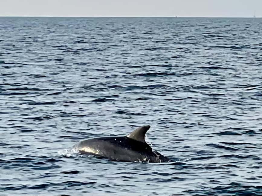 Bild Nr. 6 von Funtana: Delfin-Safari, Getränke inklusive Aktivität in Funtana, hochgeladen vom Anbieter