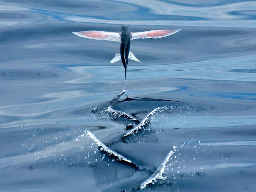 image n.17 of Rabo de Peixe: Sperm Whale Sanctuary Expedition activity in Ribeira Grande, uploaded by supplier