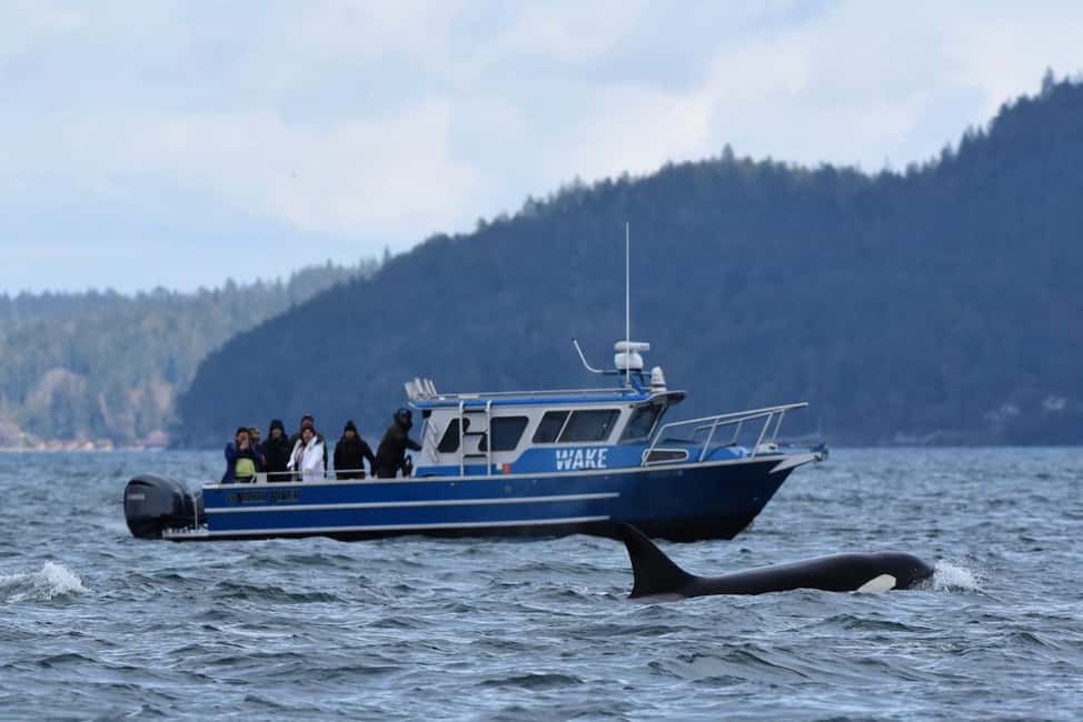 image n.3 of Anacortes: Full Day Whale/Wildlife Tour; Friday Harbor Stop activity in Anacortes, uploaded by supplier