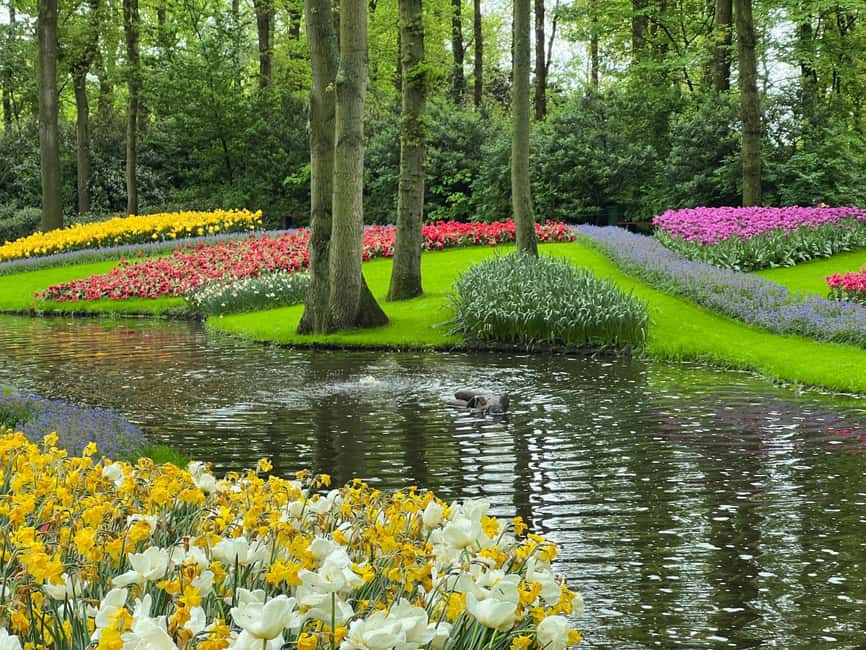 image n.15 of Amsterdam: Keukenhof Tulip Garden and Giethoorn Experience activity in Lisse, uploaded by supplier