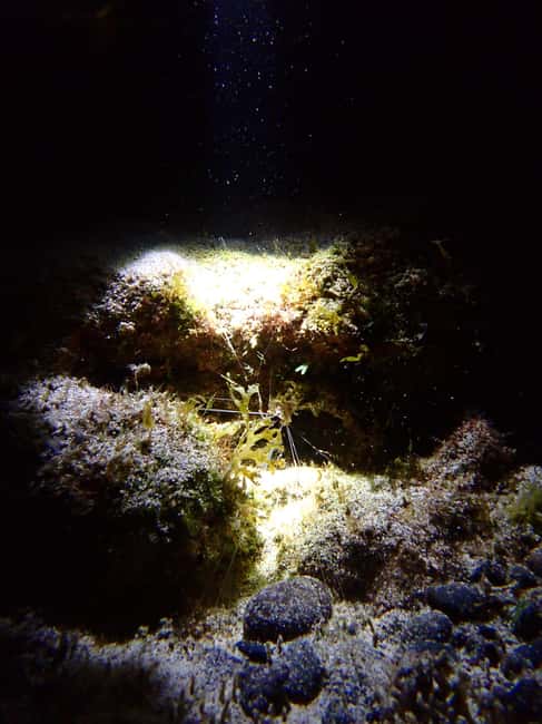 image n.7 of Night Snorkeling: An unforgettable experience! activity in Madeira, uploaded by supplier