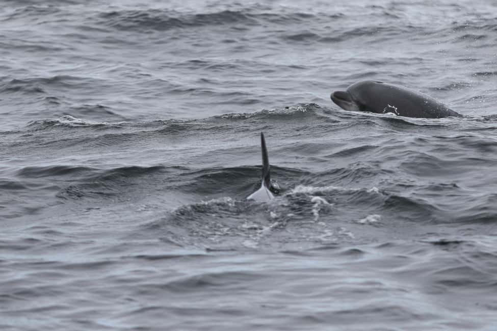 Obraz nr 9 z atrakcji Dingle: Wonders of Blasket Islands Sea Life Wycieczkowy rejs łodzią w Munster, przesłany przez organizatora