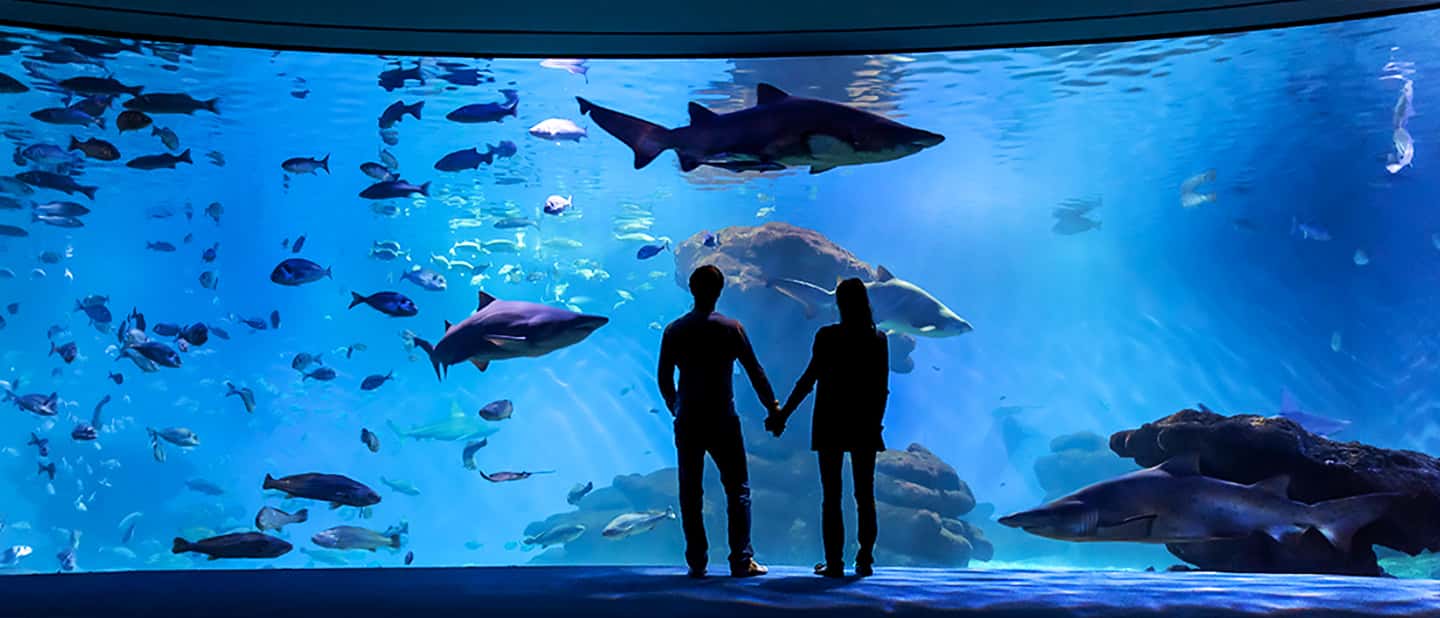 afbeelding n.1 van Mallorca: Toegangbewijs Palma Aquarium met Optionele 3D Bioscoop activiteit in Palma de Mallorca, geüpload door aanbieder