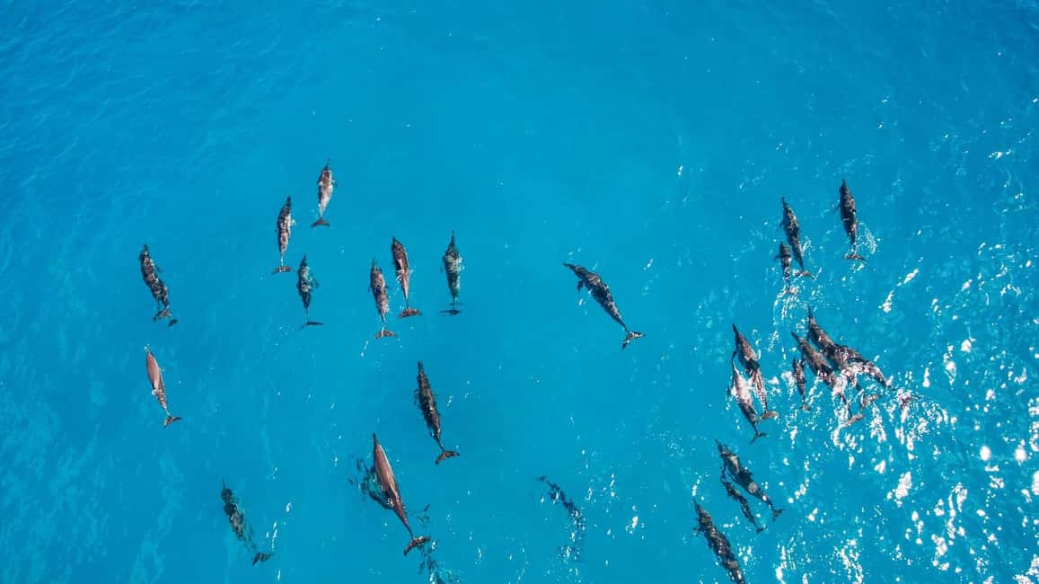 Immagine nº 8 di Muscat: gita in barca per l'osservazione dei delfini con spuntini attività a Mascate, caricata dal fornitore