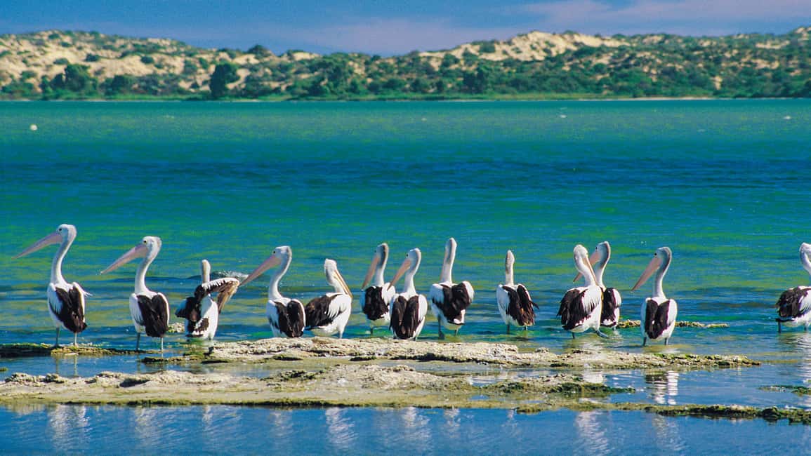 imagen n.º 8 de Desde Goolwa: Experiencia Coorong de medio día actividad en Australia Meridional, subida por el proveedor