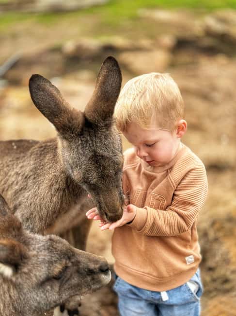 image n.3 of Bonorong Wildlife Sanctuary Half-Day Tour from Hobart activity in Hobart, uploaded by supplier