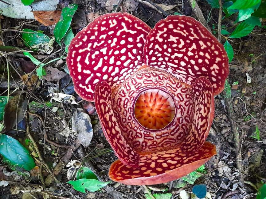 billede nr.4 af aktiviteten Tambunan: Rafflesia Flower Trekking med rustik frokost i Kota Kinabalu, uploadet af udbyder