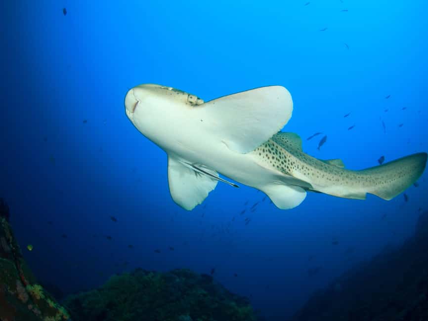 Immagine nº 10 di Muscat: Tour di snorkeling delle isole Daymaniat con rinfresco attività a Oman, caricata dal fornitore
