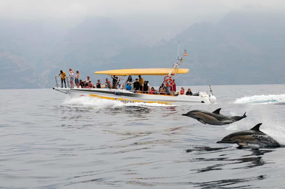 image n.4 of Los Gigantes: Dolphin & Whale Watching Cruise with Swim Stop activity in Masca, uploaded by supplier