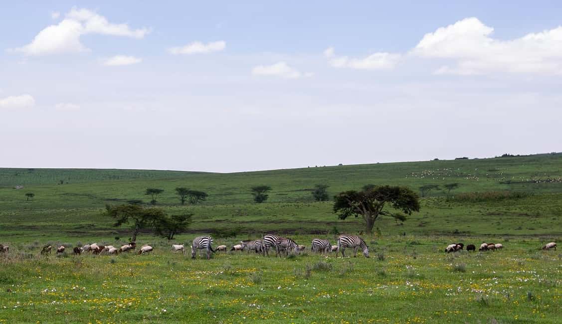 Image N°17 de Arusha : Safari en camping de plusieurs jours au Serengeti et au Ngorongoro activité à Région d'Arusha, publiée par le prestataire