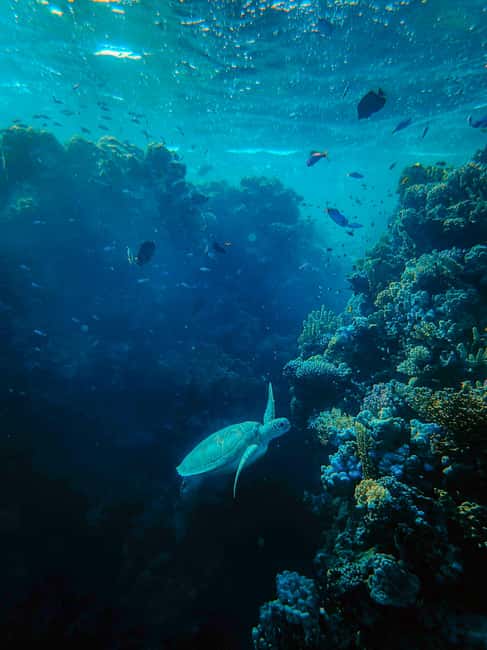 image n.1 of Mamanuca Islands: A 9-Hour Island-Hopping Day Trip activity in Central Division Fiji, uploaded by supplier