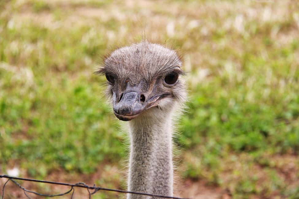 image n.33 of Cape Town: Cape of Good Hope & Penguins Day Tour with Pickup activity in Cape Town, uploaded by supplier