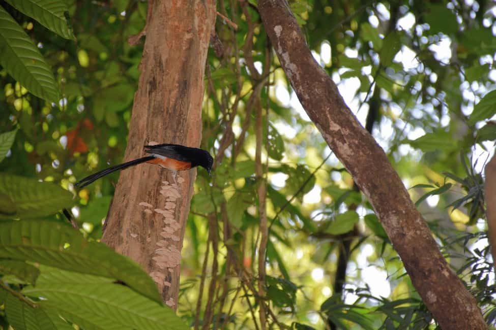 image n.8 of From Krabi: Cheow Lan Lake Cruise and Khao Sok Jungle Hike activity in Gulf of Thailand, uploaded by supplier