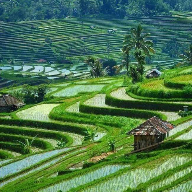 image n.2 of Ulun Danu Beratan Temple, Jatiluwih, Banyumala waterfall activity in Jatiluwih, uploaded by supplier