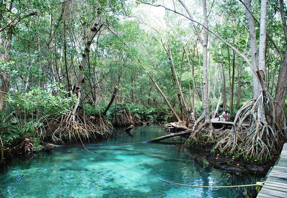 image n.7 of Merida: Celestun Boat Ride Mangrove Experience! Beach Time activity in Celestún, uploaded by supplier