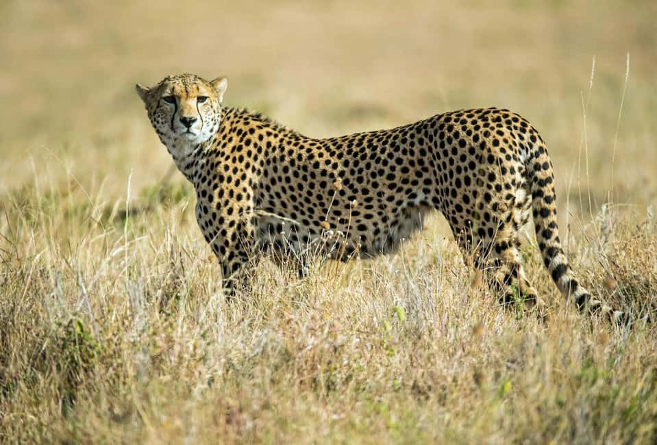 image n.9 of Nairobi : Nairobi National Park: 5- hours Guided Game Drive activity in Nairobi, uploaded by supplier