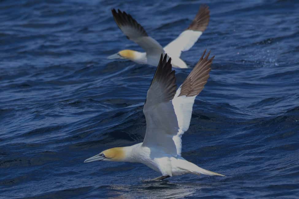 imagen n.º 9 de Dingle: Excursión ecológica por la Isla Blasket con observación de la fauna salvaje actividad en Munster, Irlanda, subida por el proveedor