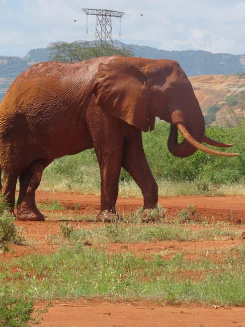 image n.6 of Mombasa: Tsavo East National Park Day Trip with Lunch activity in Coast Province, uploaded by supplier