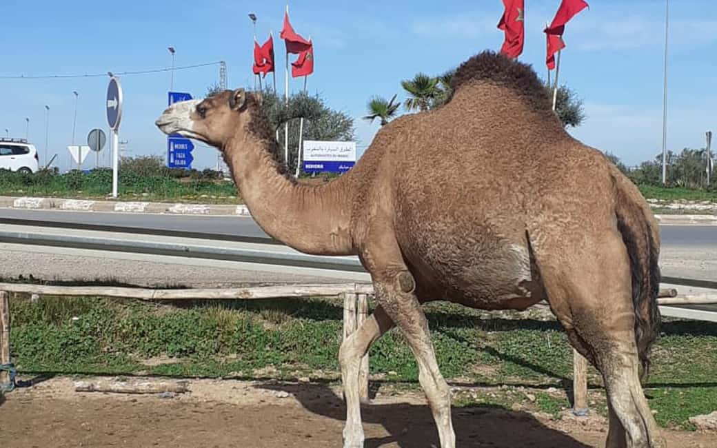 billede nr.9 af aktiviteten Privat tur i ørkenen i Casablanca 8 dage Grand Morocco Tour i Meknès, uploadet af udbyder
