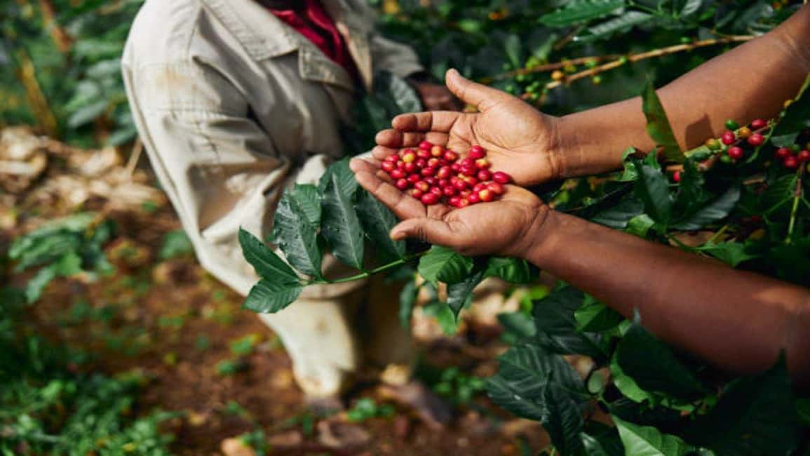 image n.55 of Coffee Farm Tour (Fairview) activity in Kiambu, uploaded by supplier