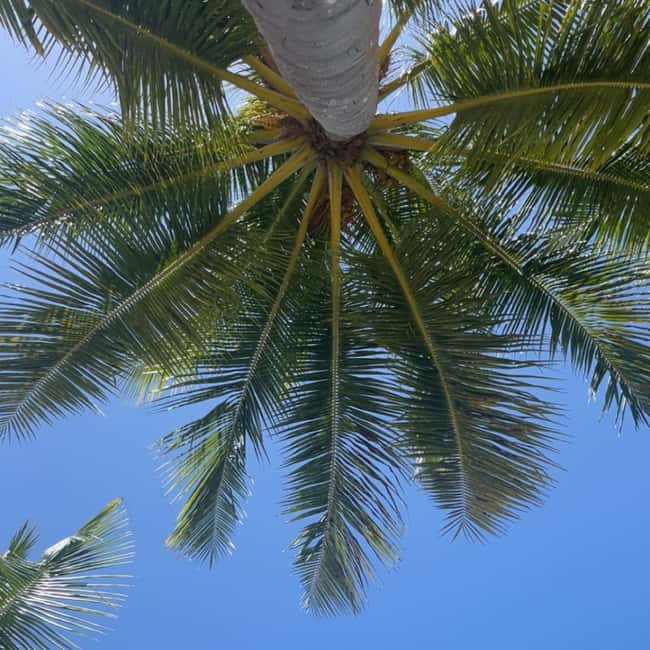 image n.16 of Saona Island: Beach & Natural Pool Small-Group Tour w/ Lunch activity in La Romana (Province), uploaded by supplier