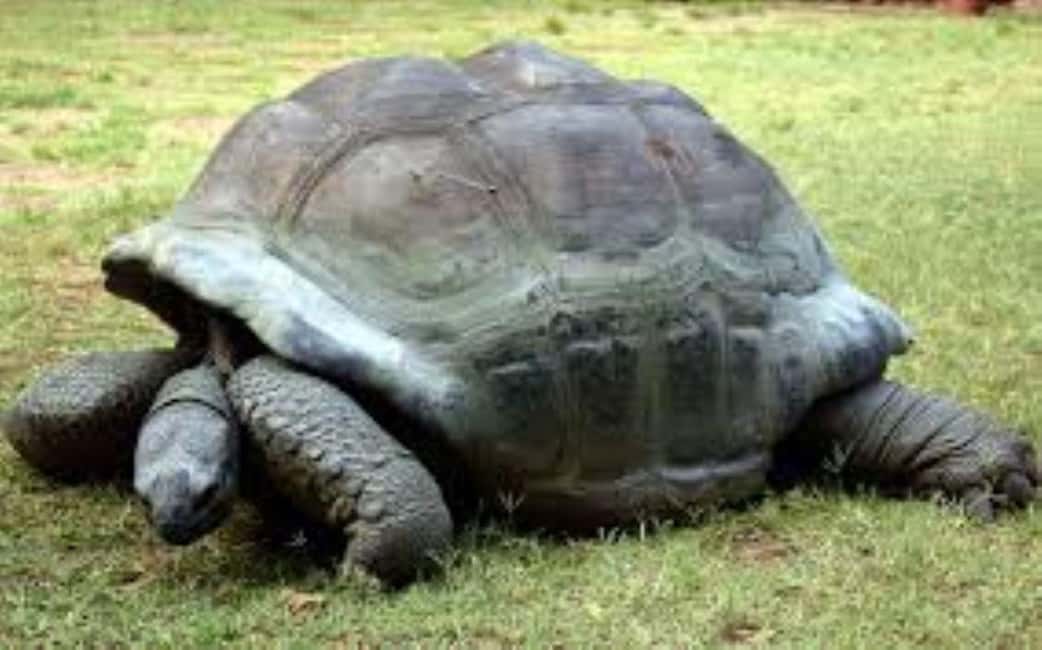 image n.20 of Mombasa: Discovery Day Tour and Haller Park activity in Mombasa, uploaded by supplier