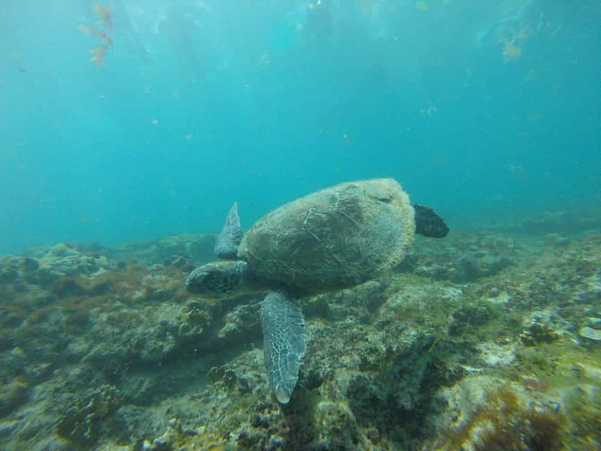 imagem n.17 de Passeio de snorkeling com guia local certificado atividade em Pedra de Lume, carregada pelo fornecedor